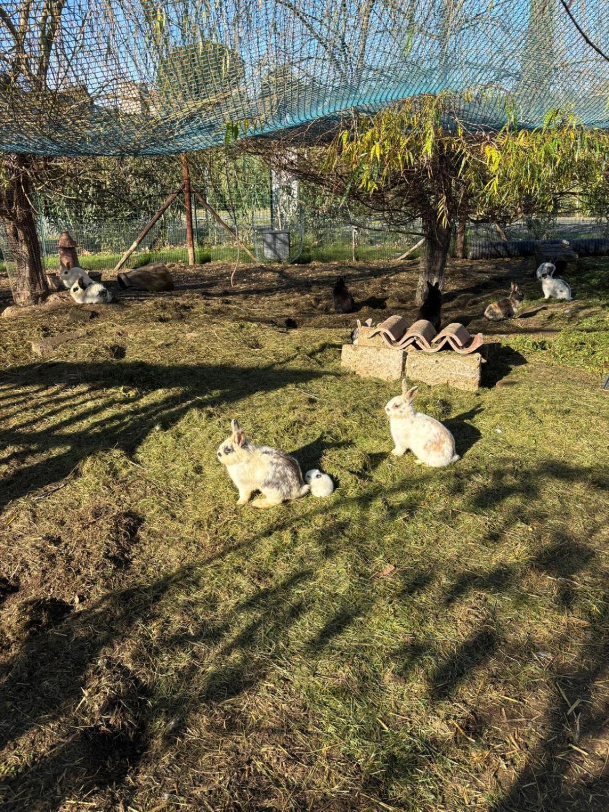 Апарт отель Fattoria Palazzeta - Pet & Family Friendly Чечина Экстерьер фото